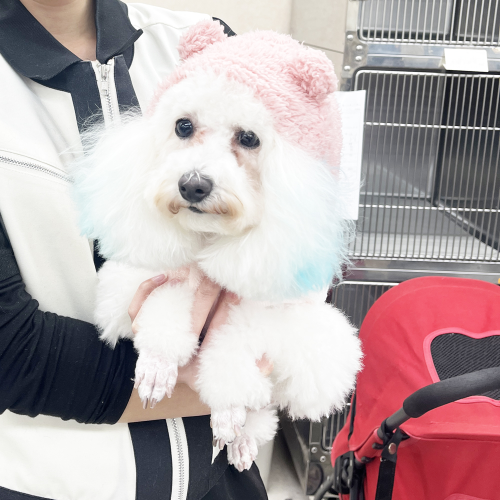 卒業犬たちが来てくれました♪
